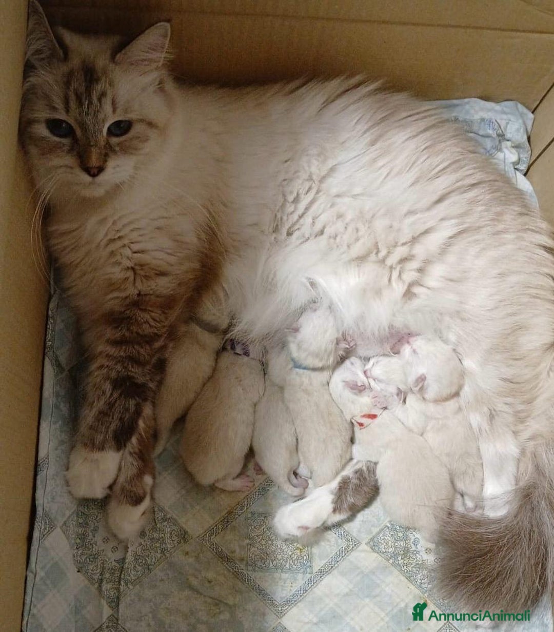 Siberiano gatti in vendita: Gatti Siberiani Neva Masquerade - Annuncio 3