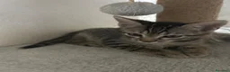 Europeo gatti in regalo: Gattini europei a Provincia di Cremona - Annuncio 3