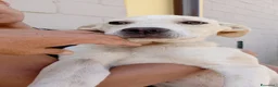 Meticcio cani in regalo: Harlock 4 mesi rimasto da solo cerca casa  - Annuncio 8
