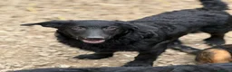 Meticcio cani in regalo: ERIC, cucciolo dolcissimo dimenticato da tutti. - Annuncio 3