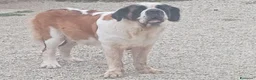 San Bernardo cani in vendita: Cuccioli di san Bernardo  a Provincia di Cuneo - Annuncio 2