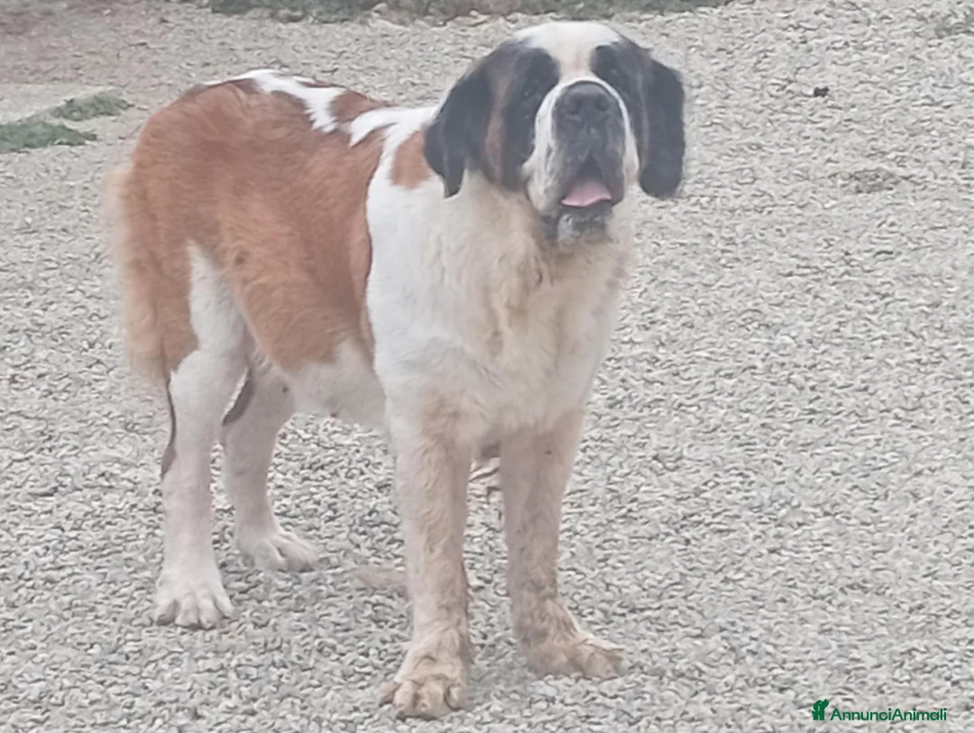 San Bernardo cani in vendita: Cuccioli di san Bernardo  a Provincia di Cuneo - Annuncio 2