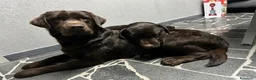 Labrador cani in vendita: Cuccioli di Labrador Choco  - Annuncio 3