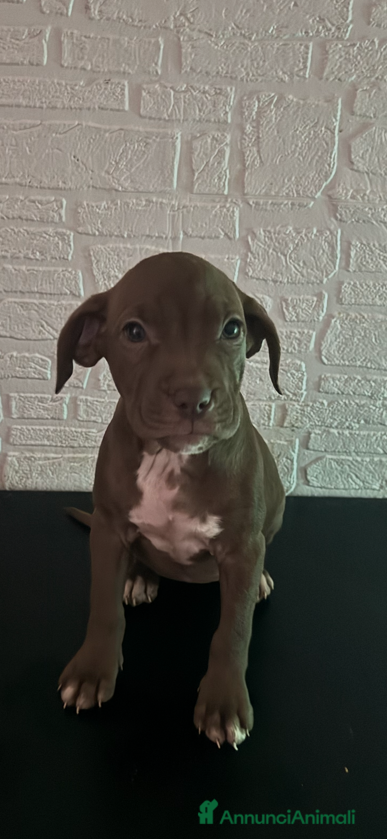 American Staffordshire cani Amstsff - Annuncio 1