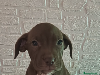 American Staffordshire cani Amstsff - Annuncio 1