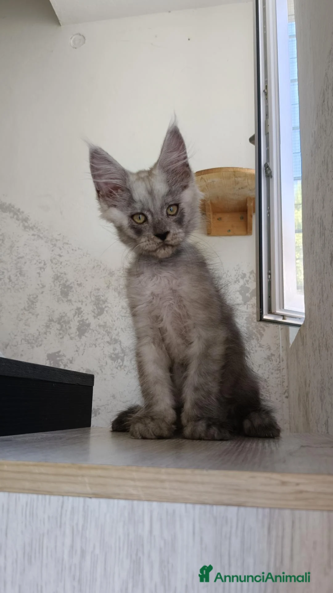 Maine Coon gatti in vendita: Cucciolo Maine Coon Black Smoke maschio  - Annuncio 2