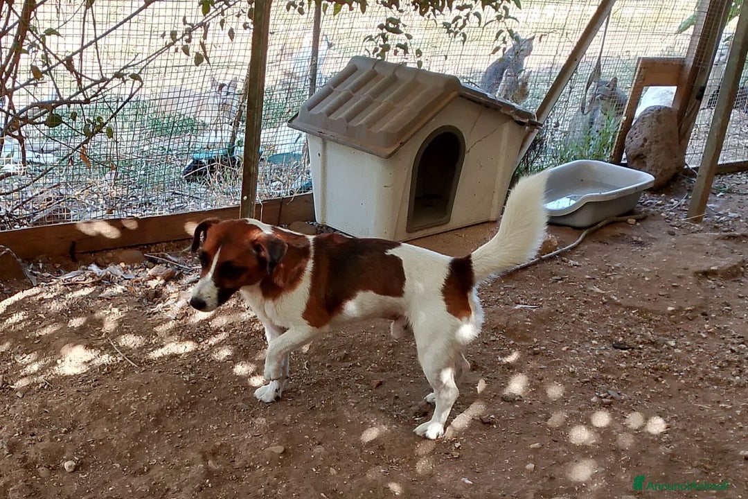 Meticcio cani in regalo: 2cagnolini 1/2anni kg 5/6 SOS CASA SARDEGNAA a Città metropolitana di Milano - Immagine 2
