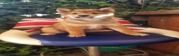 Shiba Inu cani in vendita: Ultimo cucciolo maschio shiba inu pedigree Enci  - Annuncio 11