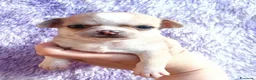 Chihuahua cani in vendita: Maschietti chihuahua pelo corto  - Annuncio 1