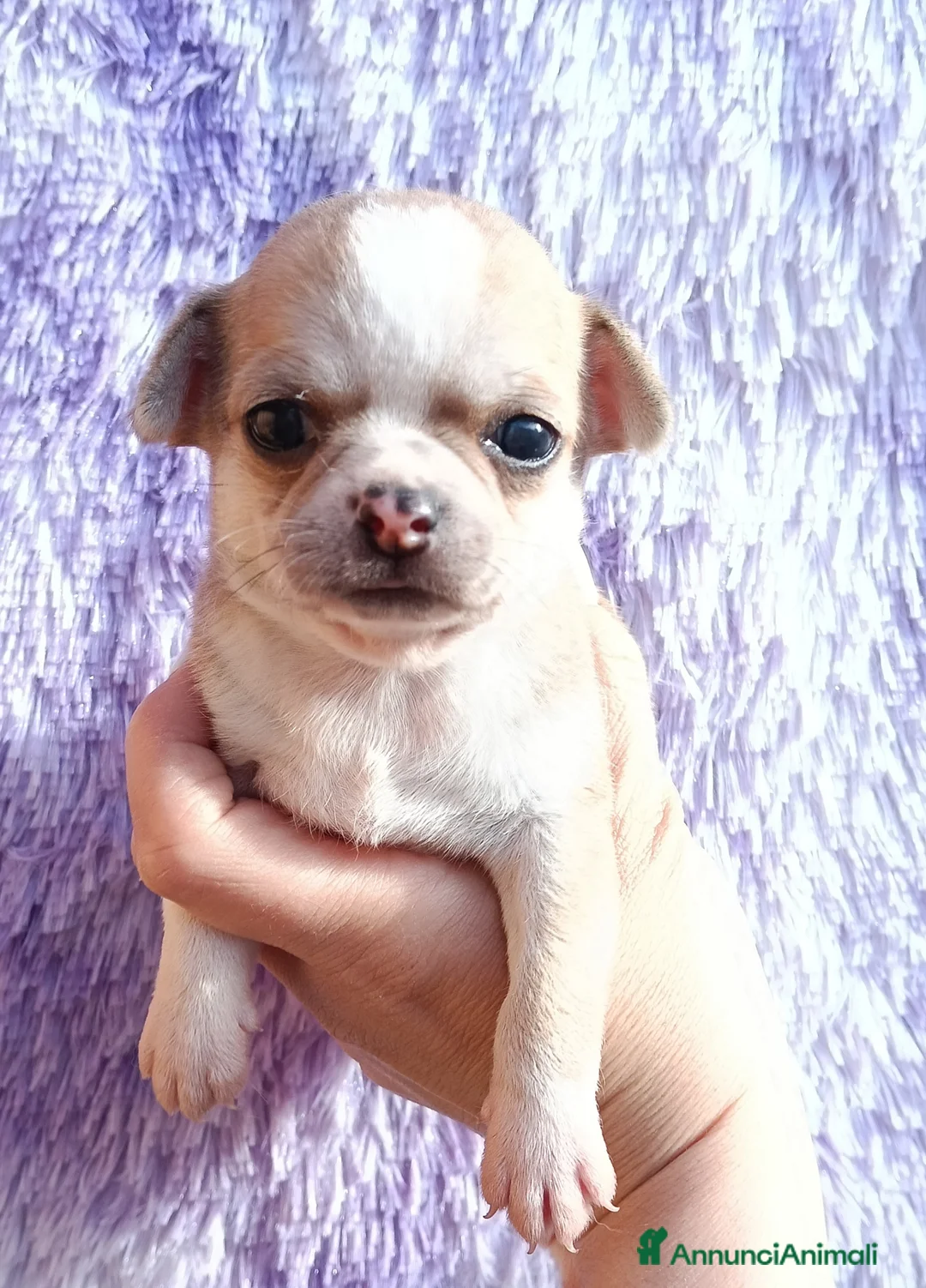 Chihuahua cani in vendita: Maschietti chihuahua pelo corto  - Annuncio 1