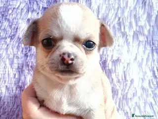 Chihuahua cani Maschietti chihuahua pelo corto - Annuncio 4