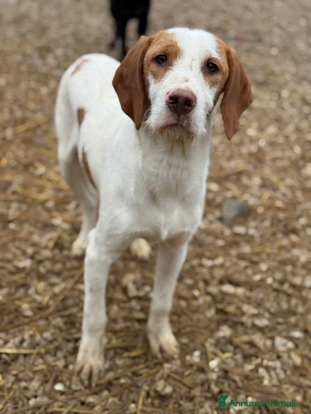 Meticcio cani in regalo: LEON, dolcissimo cucciolone baffuto! Cerca casa - Annuncio 6