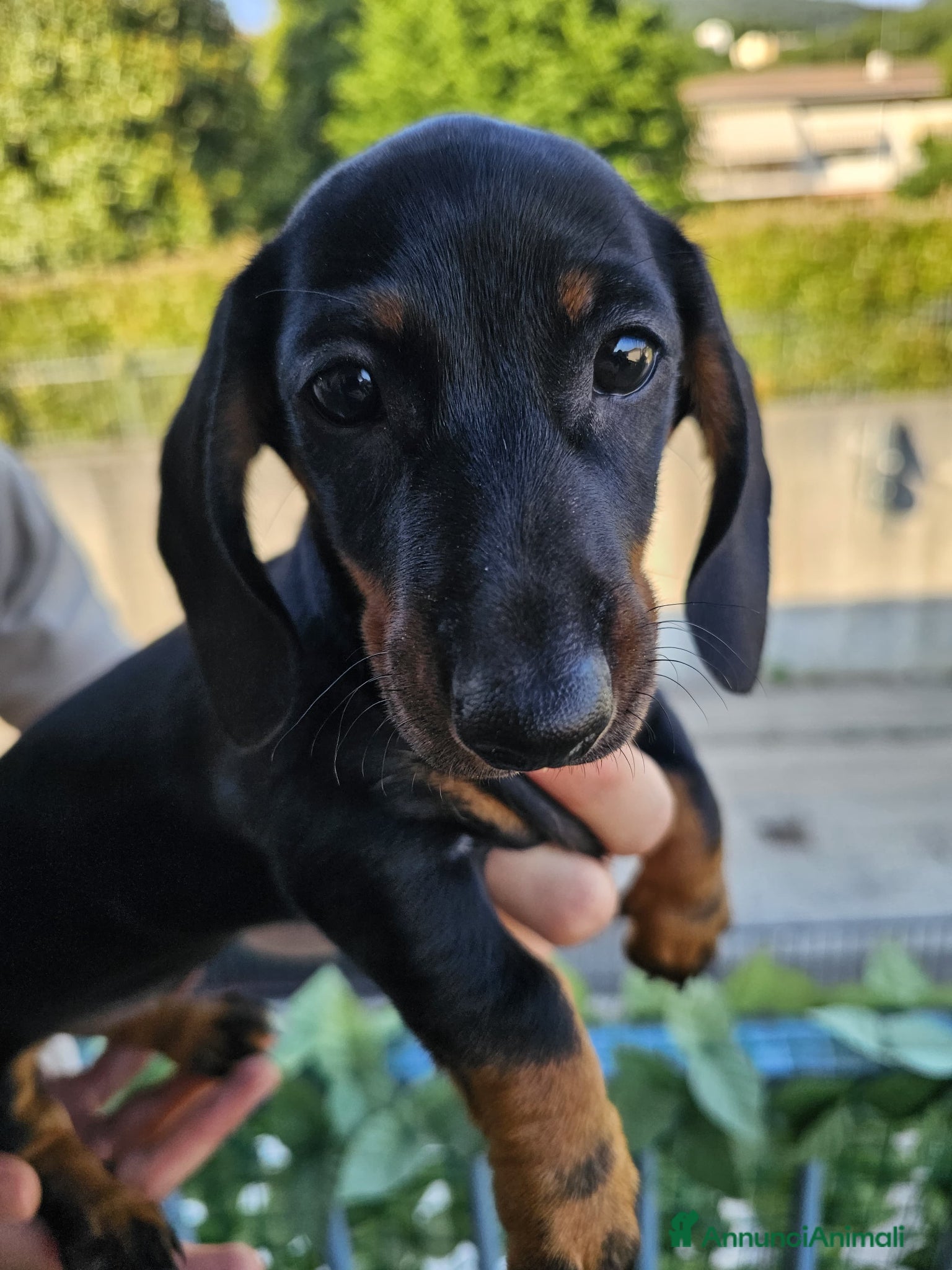 Bassotto cani in vendita: Bassotti nani - Annuncio 11