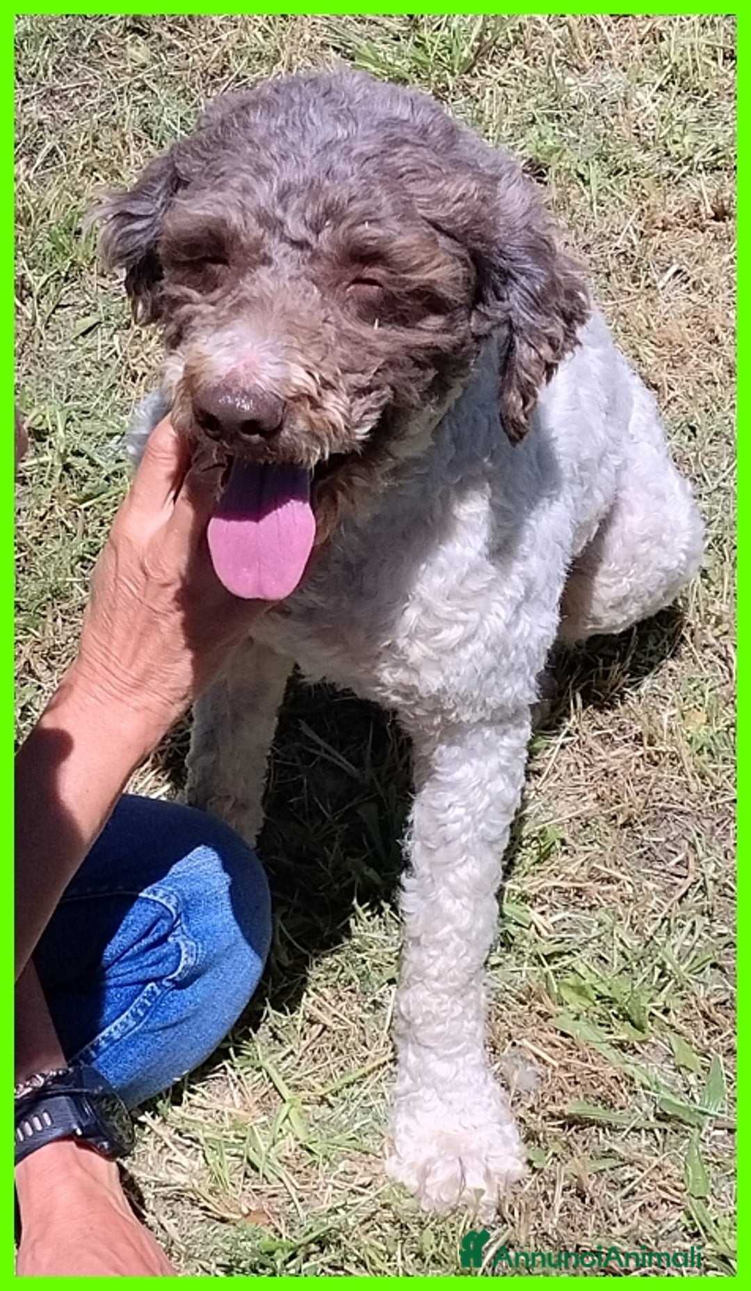 Lagotto cani in regalo: PICONE, SIMIL LAGOTTINO 2 ANNI, RECUPERATO LEGATO  a Città metropolitana di Milano - Annuncio 2