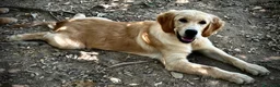 Golden Retriever cani in vendita: Golden Retriever cuccioli - Annuncio 3