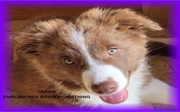 Border Collie cani in vendita: CUCCIOLO MARRONE BORDER COLLIE  a Città metropolitana di Roma Capitale - Immagine 1