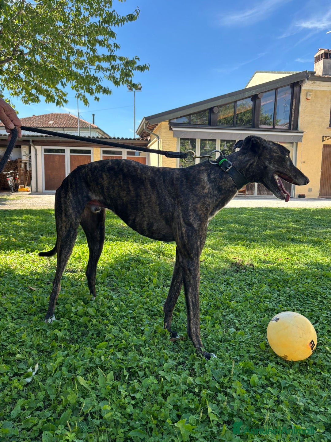 Levriero cani in vendita: GREYHOUND DA CORSA  - Annuncio 2