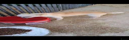 Meticcio cani in regalo: Ciro e Nina  - Annuncio 6