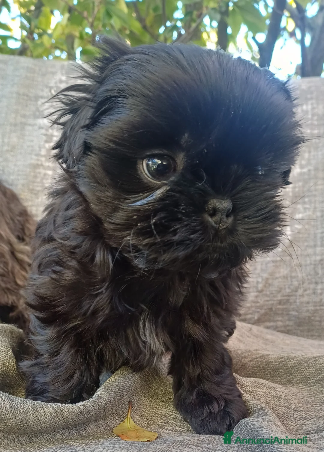 Shih Tzu cani in vendita: Cucciolo shih-tzu shitzu shihtzu con pedigree  - Annuncio 2