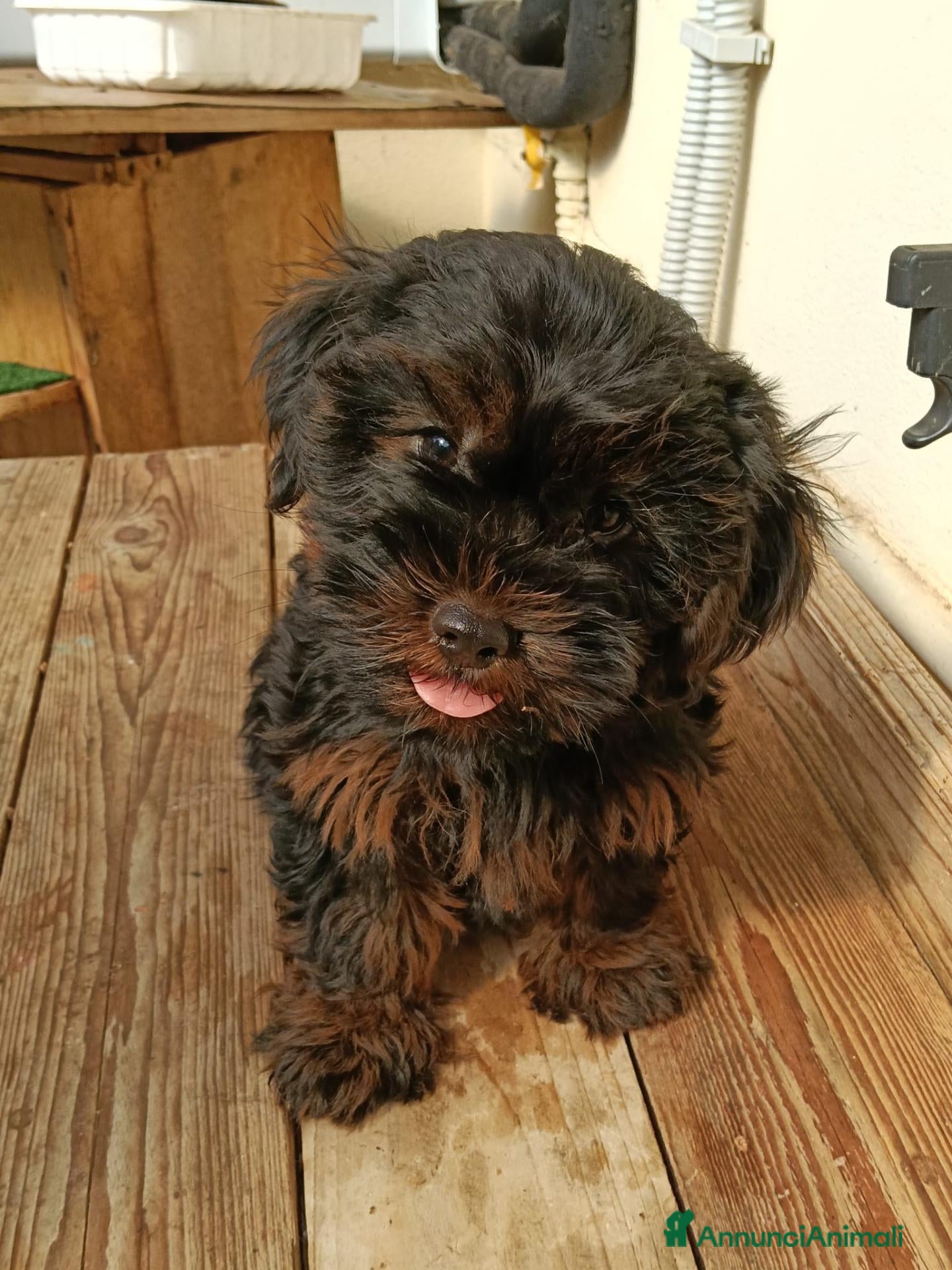 Yorkshire cani NILO, CUCCIOLO - Annuncio 1
