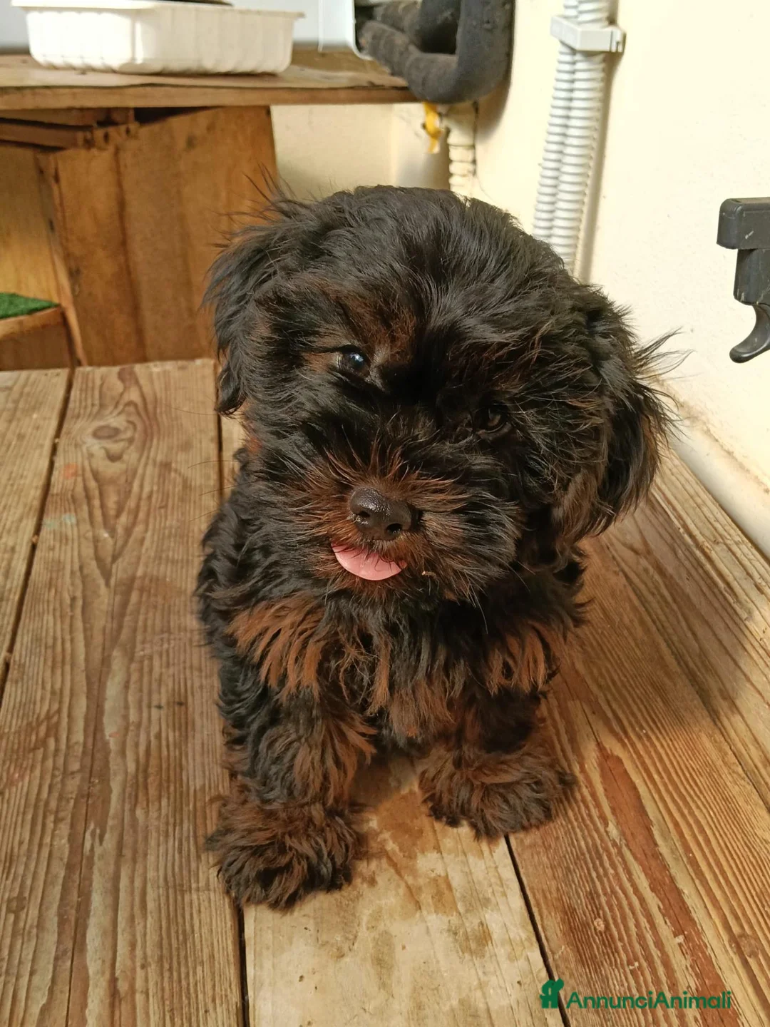 Yorkshire cani in vendita: NILO, CUCCIOLO - Annuncio 1