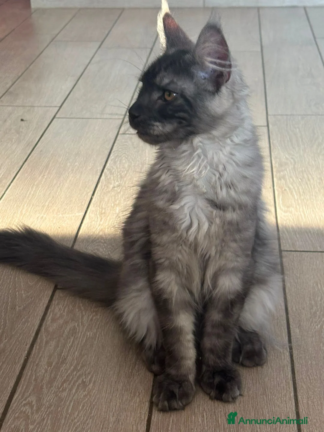 Maine Coon gatti in vendita: Cucciole di Maine Coon  - Annuncio 2