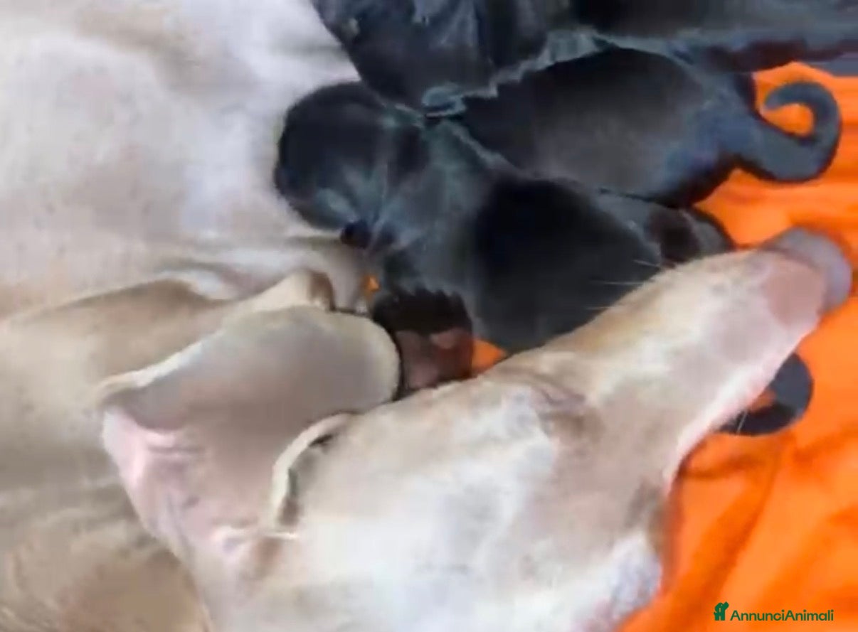 Meticcio cani Cucciolata incrocio bassotto isabella nano - Annuncio 1