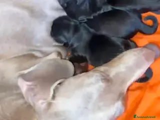 Meticcio cani Cucciolata incrocio bassotto isabella nano - Annuncio 1