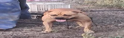 Pitbull cani in vendita: Cucciola di pitbull ukc  a Città metropolitana di Catania - Annuncio 4