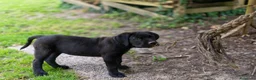 Cane Corso cani in vendita: Cuccioli di Cane Corso pronti per la consegna - Annuncio 18
