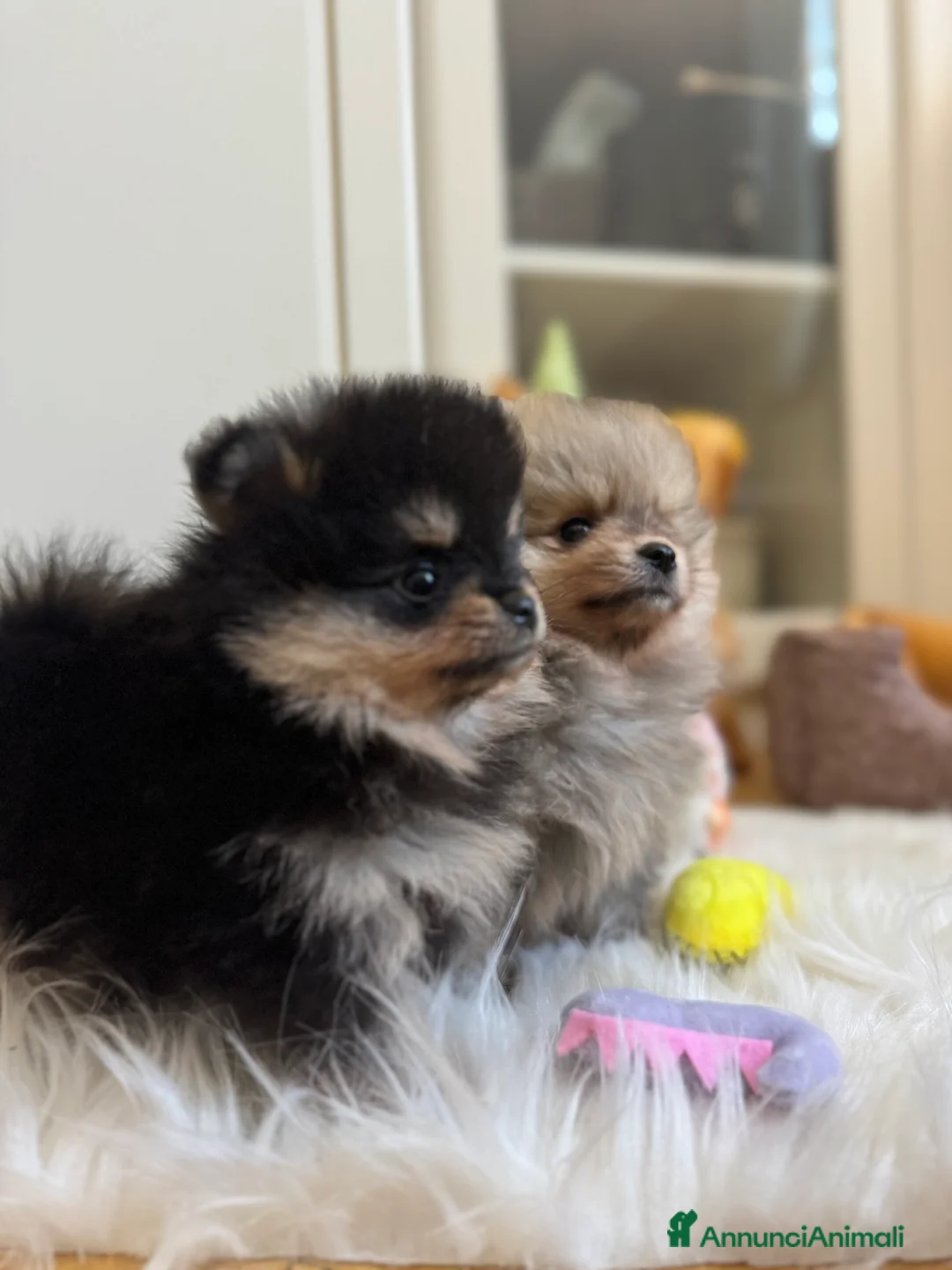 Volpino Pomerania cani in vendita: Volpino di Pomerania - Annuncio 16