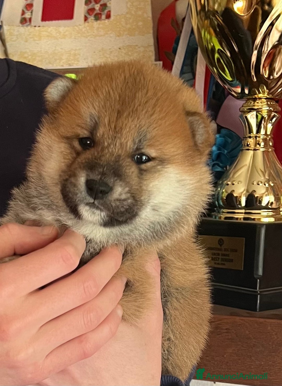 Shiba Inu cani in vendita: Shiba inu cuccioli  a Province of Pavia - Immagine 6