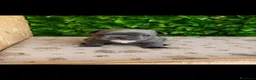 Bulldog Francese cani in vendita: Cuccioli bulldog francese  - Annuncio 3