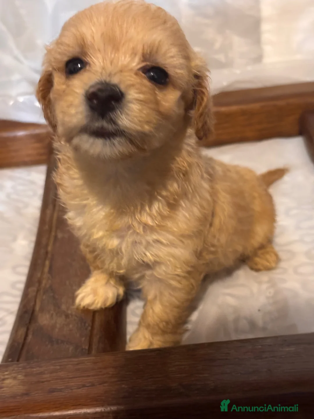 Maltipoo cani in vendita: Cuccioli di Maltipoo - Annuncio 2