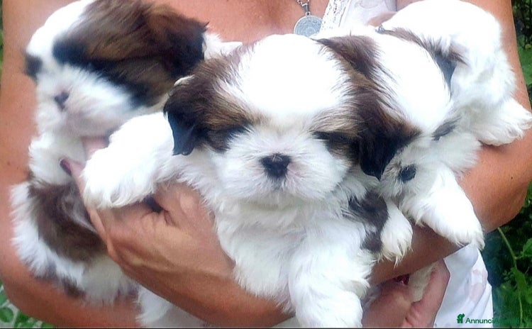 Shih Tzu cani - Annuncio 3