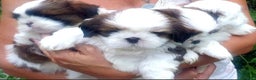 Shih Tzu cani in vendita: Cuccioli shih tzu - Annuncio 1