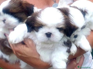 Shih Tzu cani Cuccioli shih tzu - Annuncio 29