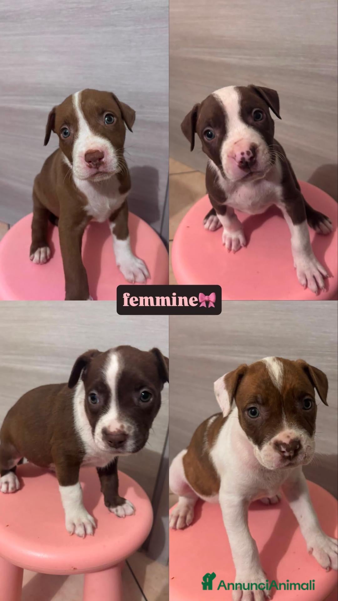 Pitbull cani Cuccioli american pitbull terrier  - Annuncio 4