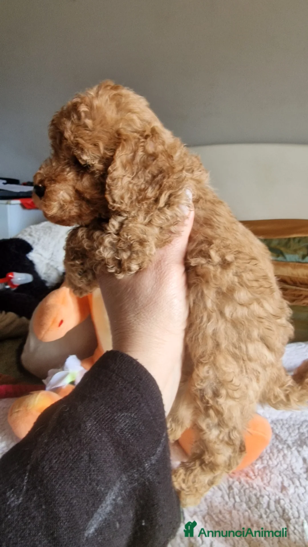 Barboncino cani in vendita: Barboncino - Annuncio 4