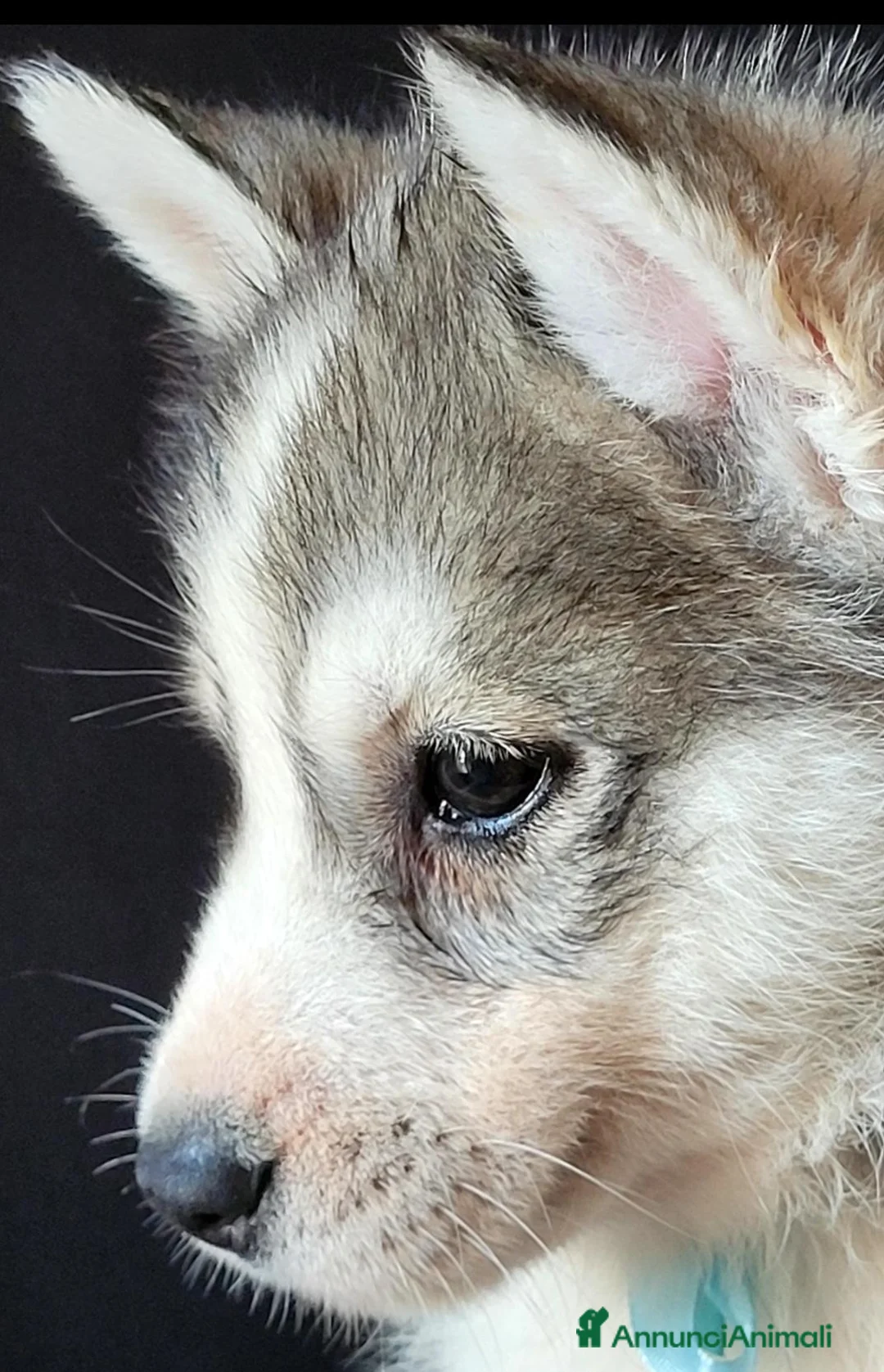 Husky cani in vendita: SIBERIAN HUSKY CUCCIOLATA CON PEDIGREE  - Annuncio 2