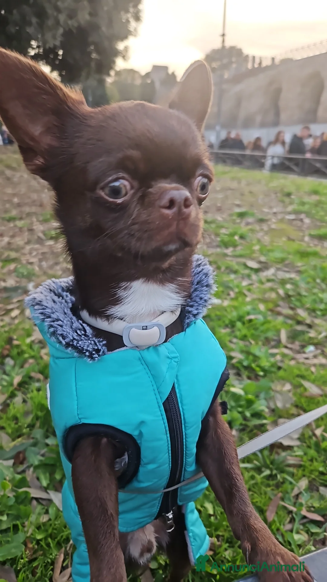 Chihuahua cani per accoppiamento: 💚 Dante cerca fidanzata! 💚 - Annuncio 2