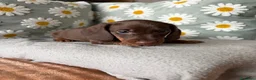 Bassotto cani in vendita: Bassotti Nani  - Annuncio 1