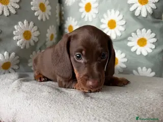 Bassotto cani Bassotti Nani - Annuncio 3