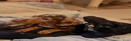 Bassotto Nano cani in vendita: Cucciola di Bassotto Arlecchino Cioccolato fem. - Annuncio 9