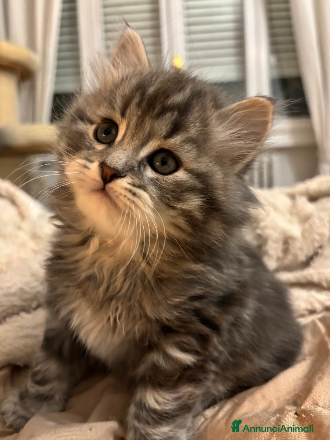 Siberiano gatti in vendita: Siberiano gattino ipoallergenico - Annuncio 7