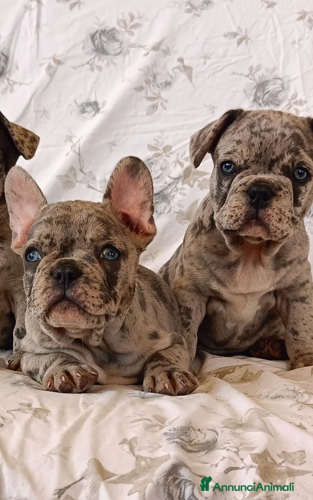 Bulldog Francese cani in vendita: Spettacolari bulldog francese cuccioli  - Annuncio 7
