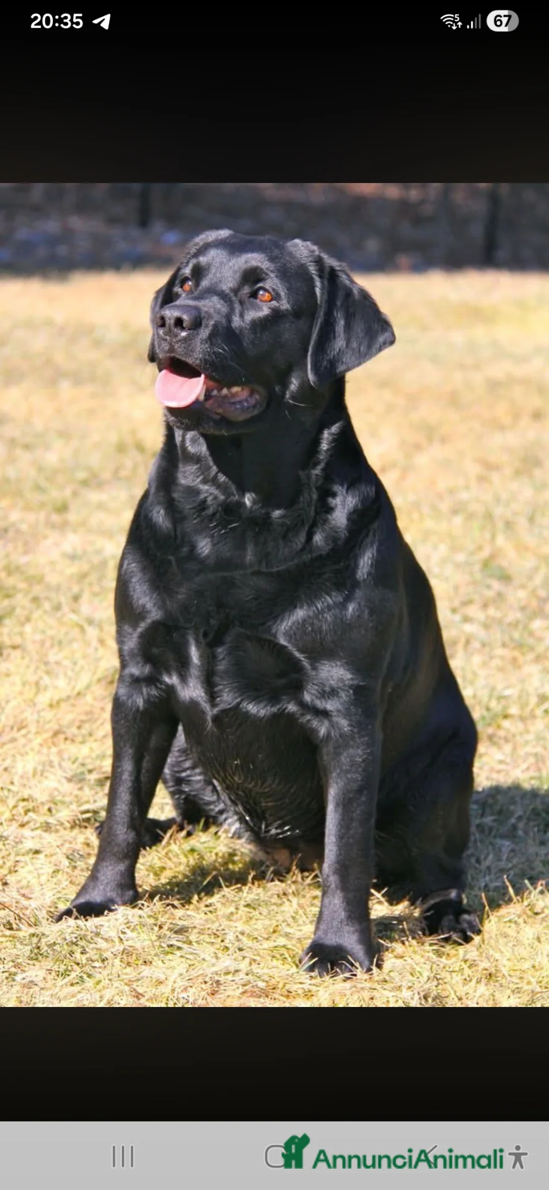 Labrador cani per accoppiamento: Labrador per accoppiamento  a Provincia di Perugia - Annuncio 6
