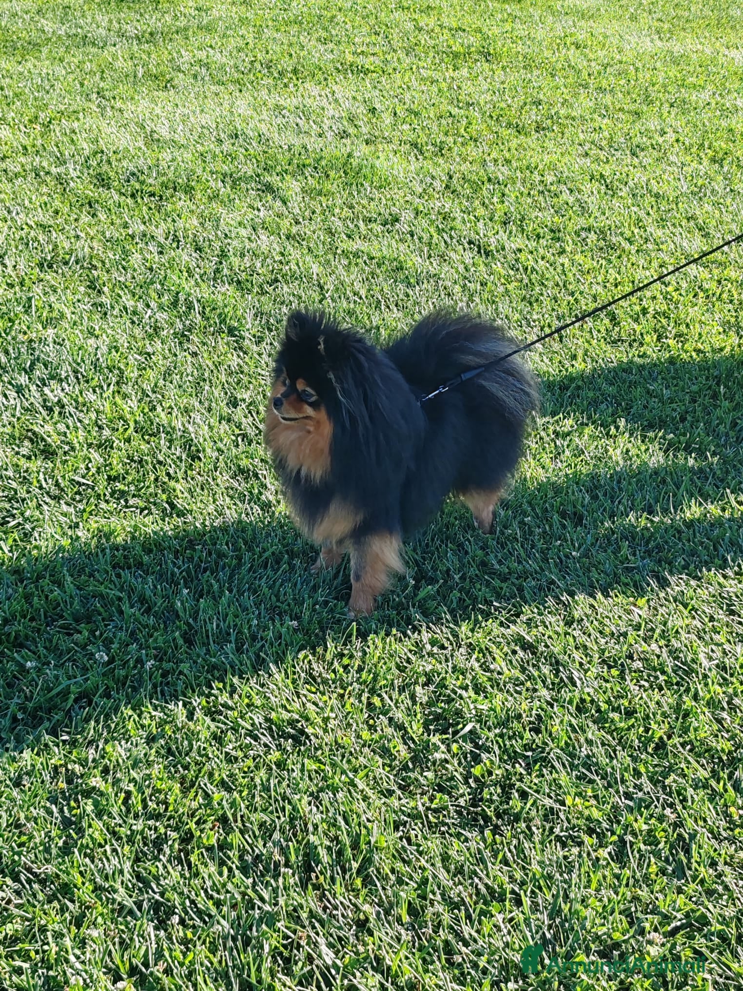 Volpino Pomerania cani Accoppiamento spitz - Annuncio 3
