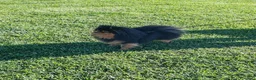 Volpino Pomerania cani per accoppiamento: Accoppiamento spitz - Annuncio 1