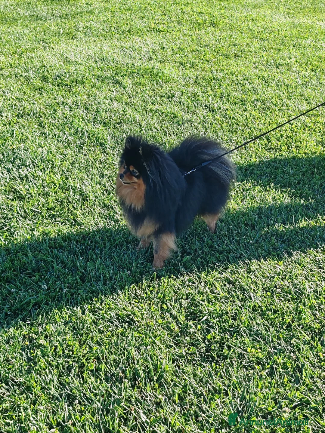 Volpino Pomerania cani per accoppiamento: Accoppiamento spitz - Annuncio 1